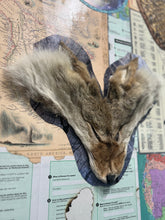 Load image into Gallery viewer, Who Am I ? (Homo Sapiens & Homo Neanderthalensis)