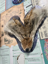 Load image into Gallery viewer, Who Am I ? (Homo Sapiens & Homo Neanderthalensis)